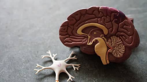 A small sculpture of a maroon brain with a gold brain stem.